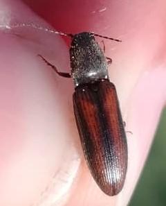 Athous vittatus